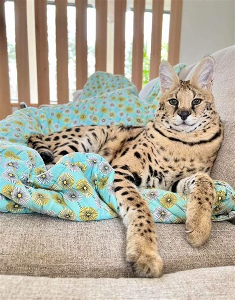 chloe the serval story|pet wild cat personal reaction.